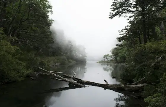 Río rodeado de bosque con neblina matinal